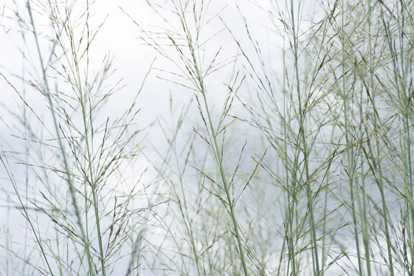 Önümüzdeki tahıl gökyüzüne karşı.