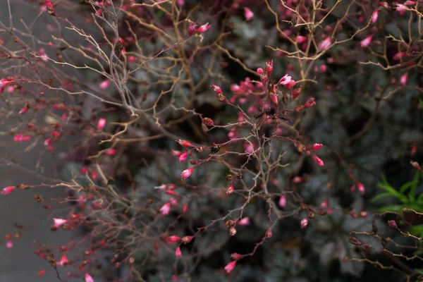 Şap kök, mercan çan (Heuchera ).