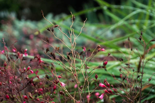 Şap kök, mercan çan (Heuchera ).