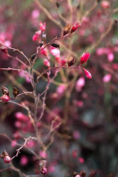 Şap kök, mercan çan (Heuchera ).