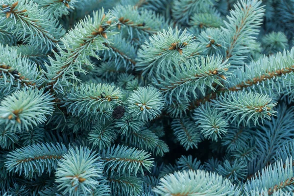 Ladin (Pcea pngens) makro.