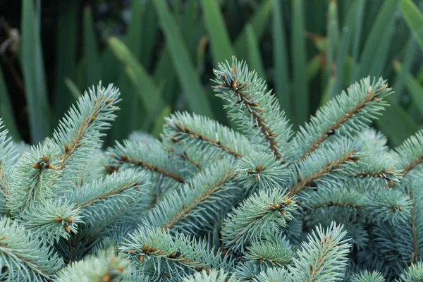 Ladin (Pcea pngens) makro.