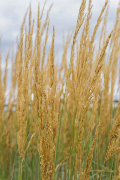 Ahşap-reed çiçeklenme (Calamagrostis).