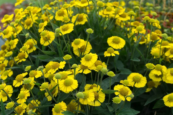 Sneezeweed (Helenium) Sombrero bloom.