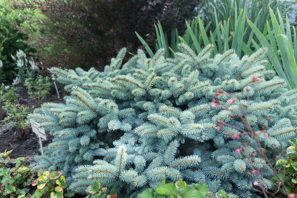 Ladin (Pcea pngens) Nana. 