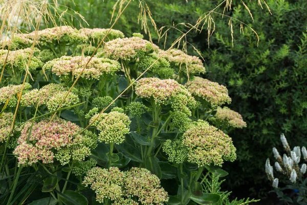 Stonecrop Sedum Αυγούστου — Φωτογραφία Αρχείου