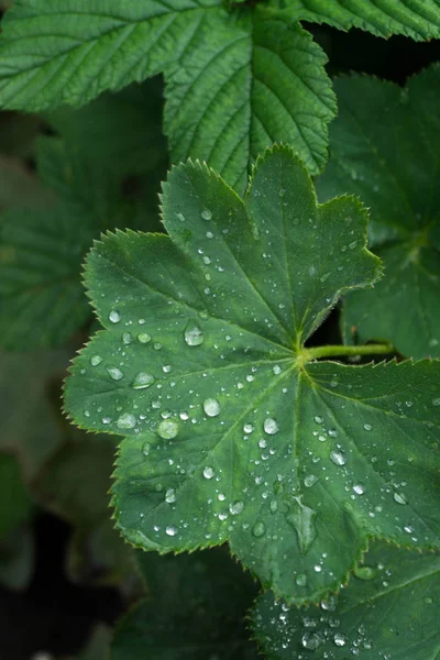 Bayan manto (Alchemilla) yaprakları ile su damlaları.