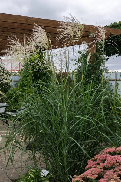 Gıda önümüzdeki (gıda sinensis)