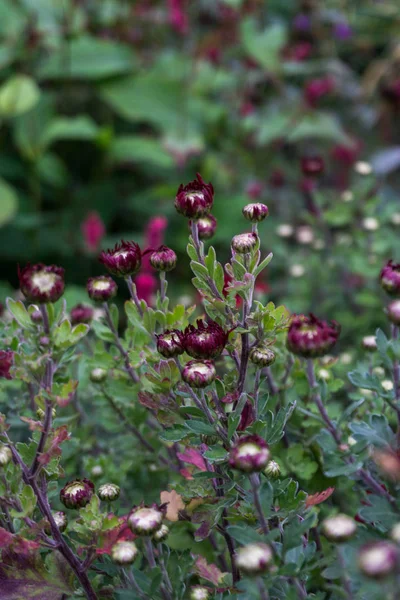Krizantem, chrysanths Bahçe.