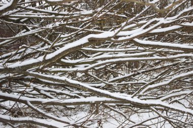Beyaz kar altında yatay dalları