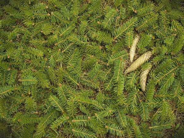 Зелені Гілки Ялини Три Точки Лежать Землі — стокове фото