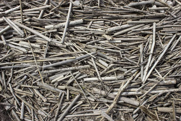 Många Grå Och Fläckiga Brutet Torra Sockerrör Stjälkar — Stockfoto