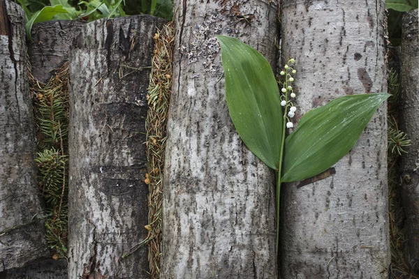 Bir lily vadi yalanlar üzerine bir woodpile