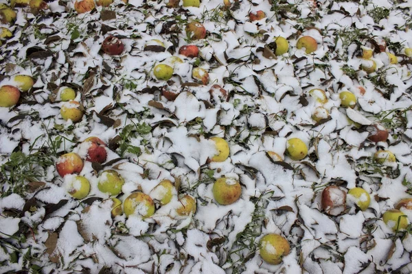 Maçãs Jazem Chão Sob Neve Branca — Fotografia de Stock