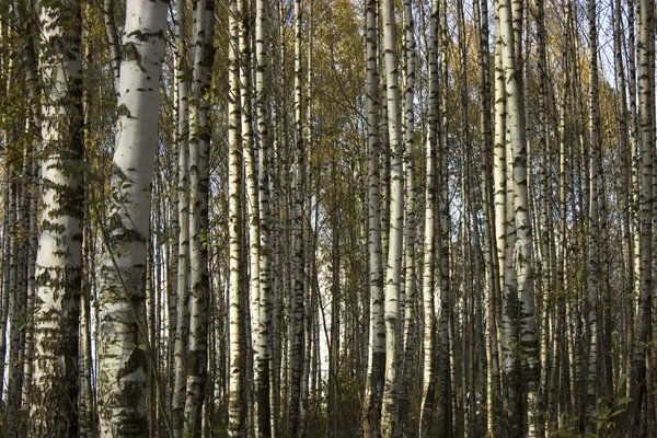 Birch Grove. Yoğun orman. Siyah ve beyaz mayo.