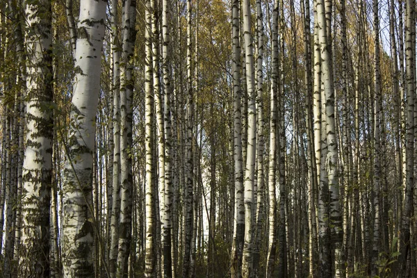 그로브입니다 조밀한 숲입니다 흑인과 트렁크 — 스톡 사진