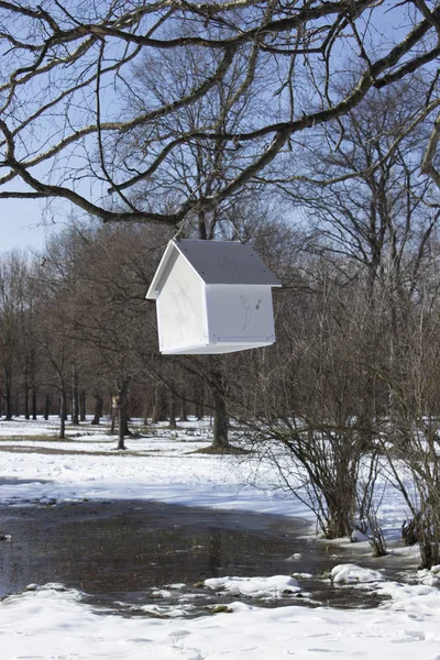 House-besleyici baharda bir parkta bir ağaca asılı