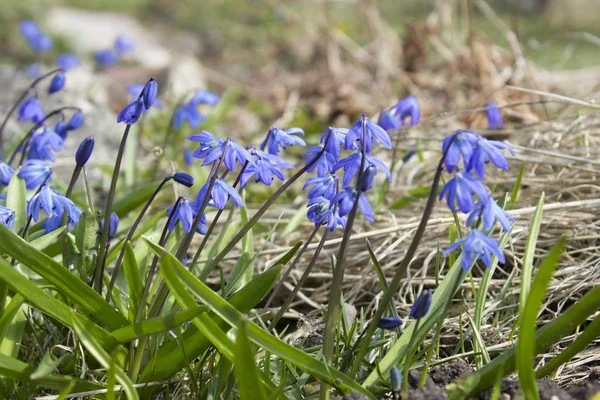İlk Bahar mavi çiçekler, kardelen, muscari güneşe ulaşmak
