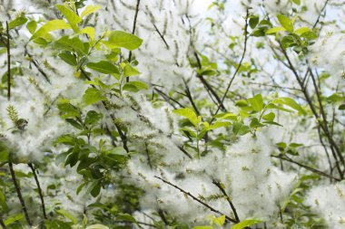 çiçek açan söğüt