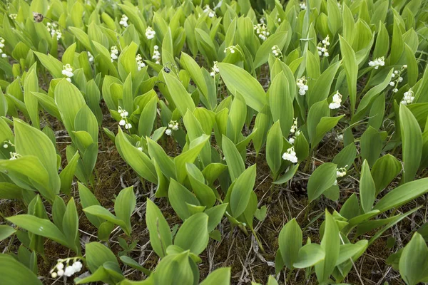 Vadinin lilyum bir tepede çiçek