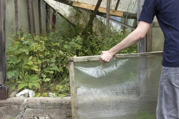 The man parses the old abandoned greenhouse overgrown — Stock Photo, Image