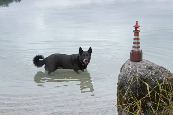 Komik siyah köpek bir deniz feneri çekim mahvetti