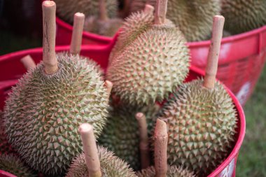 Taze Asya sepete Durian var. Durian tropikal meyve kralıdır.