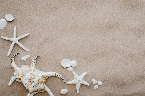 沙滩上美丽的贝壳和海星群夏季假期和度假概念背景背景 — 图库照片
