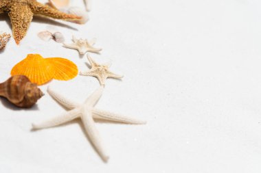 Güzel deniz kabuğu ve denizyıldızı yaz tatil ve tatil kavramı için beyaz kumlu plaj arka plan arka plan üzerinde Grup.
