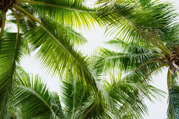 Кокосовая Пальма Голубым Небом Летнего Отдыха Отдыха — стоковое фото