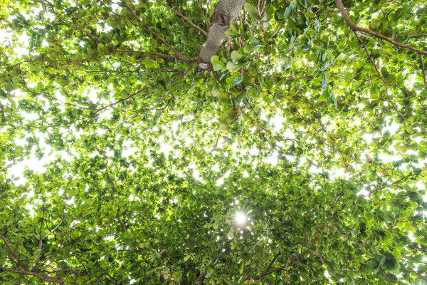 Close-up view of the old and big tree, from down to the treetop with green leaves. Sunlight through the branchwork of forest near beach.