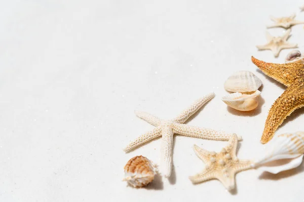 白色沙滩上美丽的贝壳和海星群夏季假期和度假概念背景背景 — 图库照片