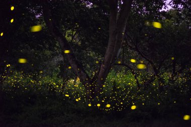 Tayland, tahıl ile uzun pozlama gece ormanda uçan Firefly soyut ve büyülü görüntüsü.
