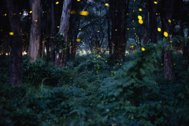 Tayland, tahıl ile uzun pozlama gece ormanda uçan Firefly soyut ve büyülü görüntüsü.