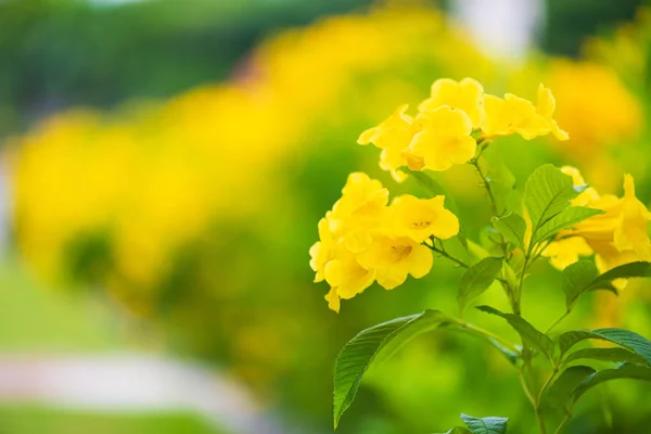 Primer Plano Yellow Elder Flower Trumpetbush Trumpetflower Park Garden Outdoor — Foto de Stock
