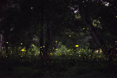 Tayland, tahıl ile uzun pozlama gece ormanda uçan Firefly soyut ve büyülü görüntüsü.
