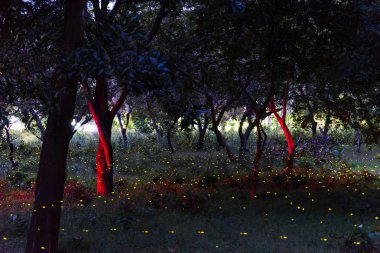 Tayland, tahıl ile uzun pozlama gece ormanda uçan Firefly soyut ve büyülü görüntüsü.