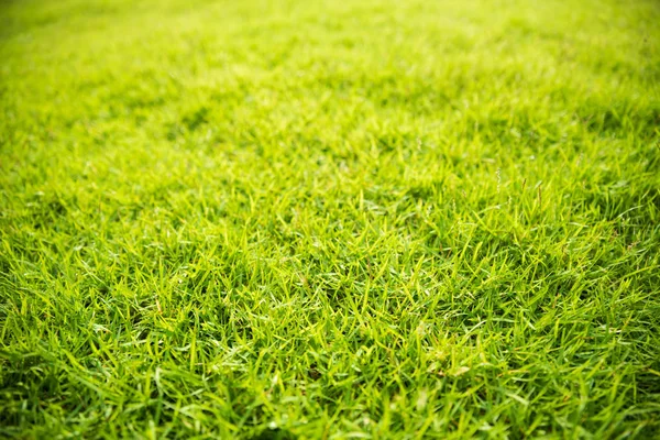 Fundo Textura Grama Verde Para Conceito Primavera Verão Dia Mundial — Fotografia de Stock