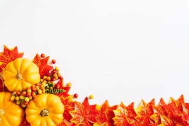 Sonbahar akçaağaç yaprakları ve beyaz artalan üzerinde kabak. Şükran günü kavramı.