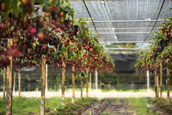 Close up of Nepenthes also called tropical pitcher plants or monkey cups in the plant nursery garden farm.