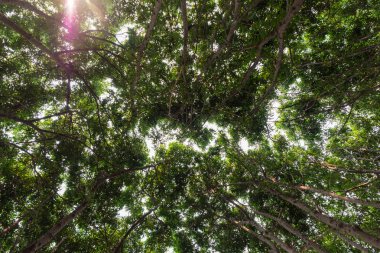 Yakın çekim yaşlı ve büyük ağaç görünümünü aşağı treetop yeşil yaprakları. Güneş ışığı ile orman beach yakınındaki branchwork.