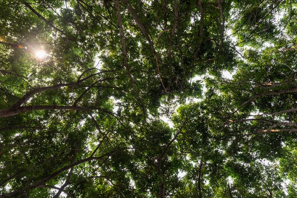 Close View Old Big Tree Treetop Green Leaves Sunlight Branchwork — Stock Photo, Image