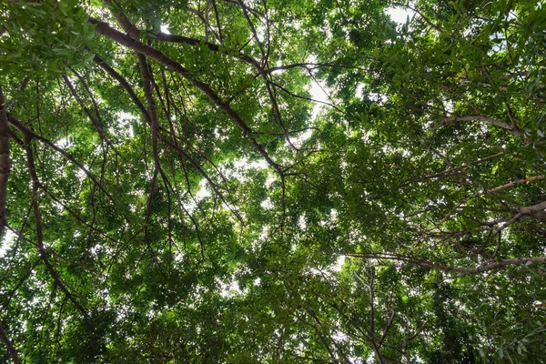 Close View Old Big Tree Treetop Green Leaves Sunlight Branchwork — Stock Photo, Image