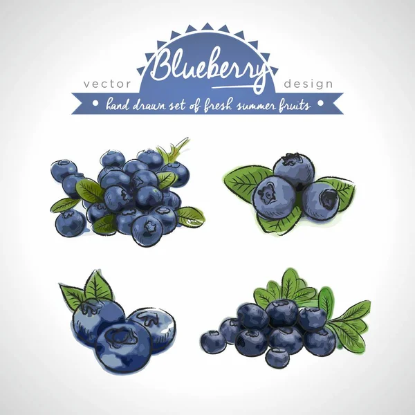 Blueberry Hand Getekende Collectie Van Vector Schets Gedetailleerde Vers Fruit — Stockvector