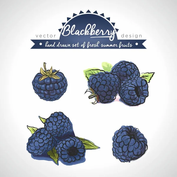 ブラックベリー ベクトル手描きスケッチの新鮮な果物のイラスト集分離されました — ストックベクタ