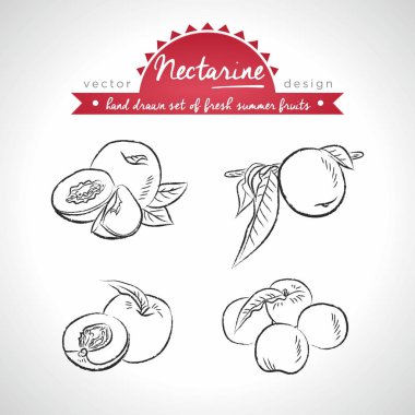 Kuru soğan yaprağı taze meyve topluluğu. Vektör çizim. İzole