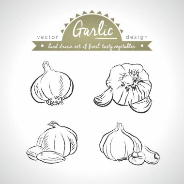 Sarımsak. Vektör topluluğu elle çizilmiş kroki detaylı taze sebze. İzole