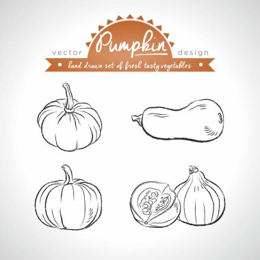 Balkabağı. Vektör topluluğu elle çizilmiş kroki detaylı taze sebze. İzole