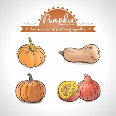 Kabak toplama yaprak taze sebze. Vektör çizim. İzole