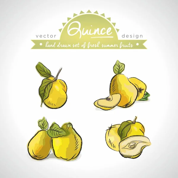 Quince Collectie Van Vers Fruit Met Blad Vector Illustratie Geïsoleerd — Stockvector